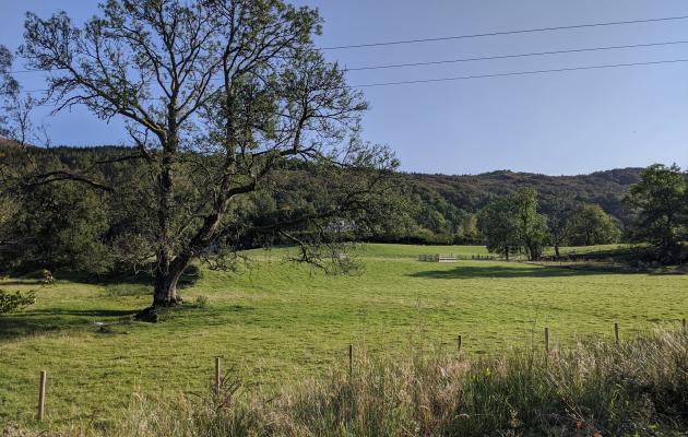 Tree in field 