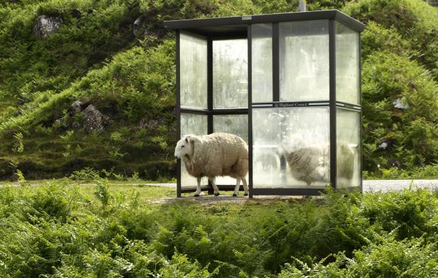 Photo of sheep sheltering in a bus stop