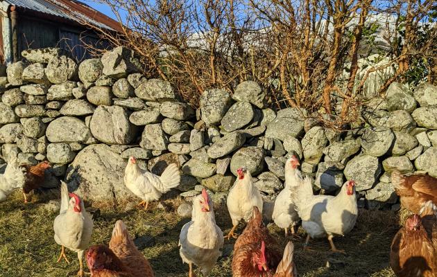 Image of hens in the sun