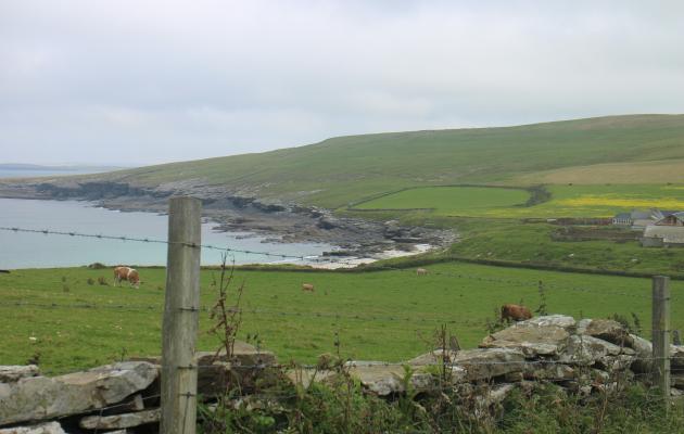 Image of cows in a field in Orkney