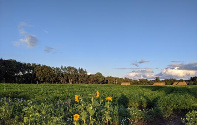 Image of sunflowers in a field with blue skies