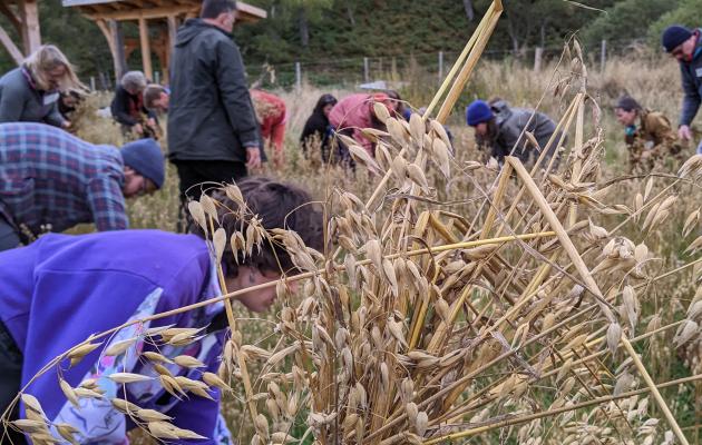 Image of people harvesting