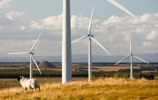 Image of wind turbines and a sheep
