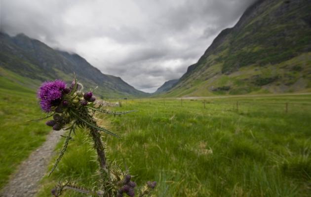 Image of a thistle in rural Scotland