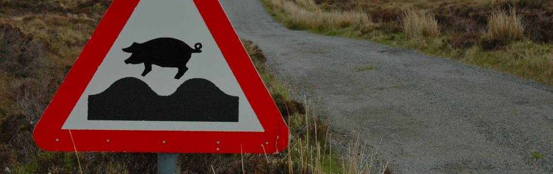 Road sign with pigs