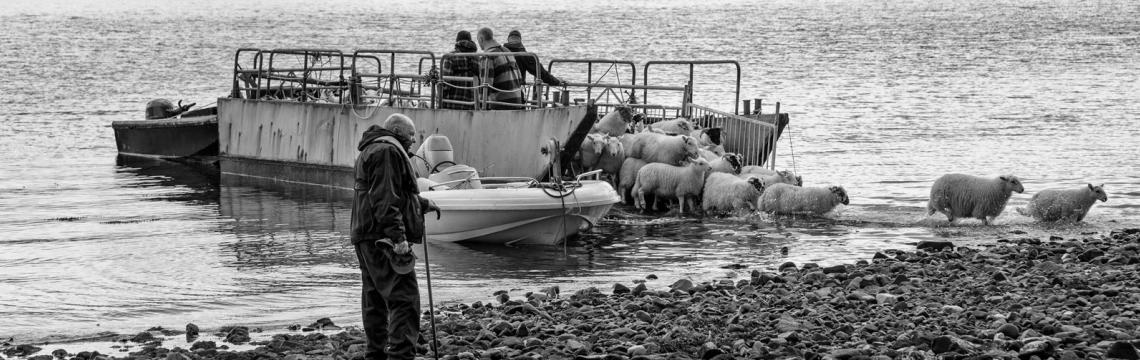 bringing lambs ashore at Eorsa