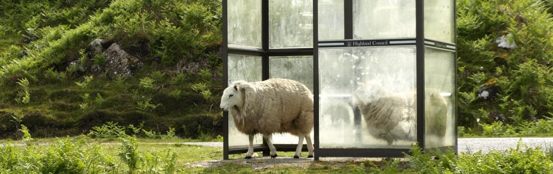 Photo of sheep sheltering in a bus stop