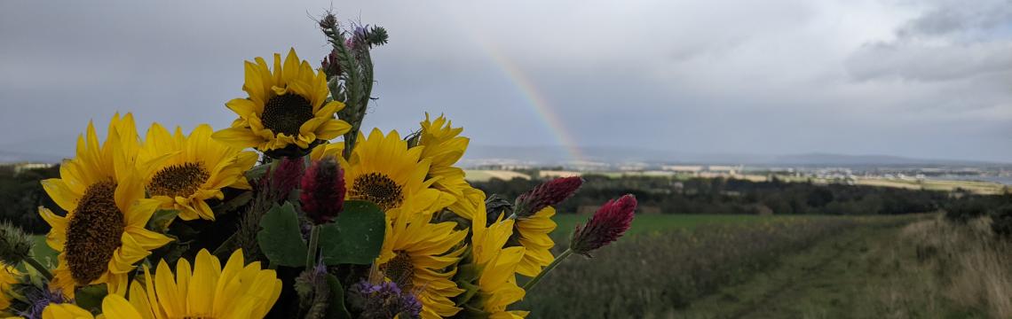 Image of sunflowers