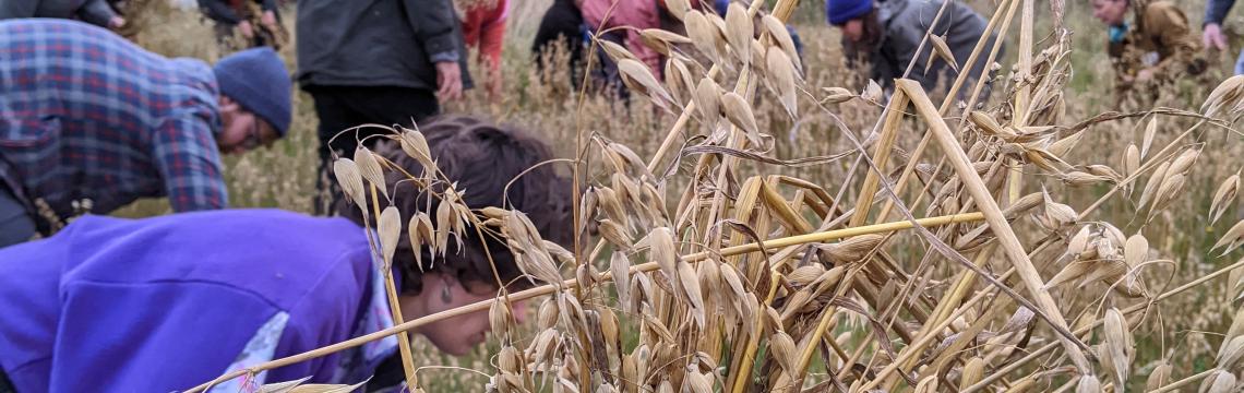 Harvesting